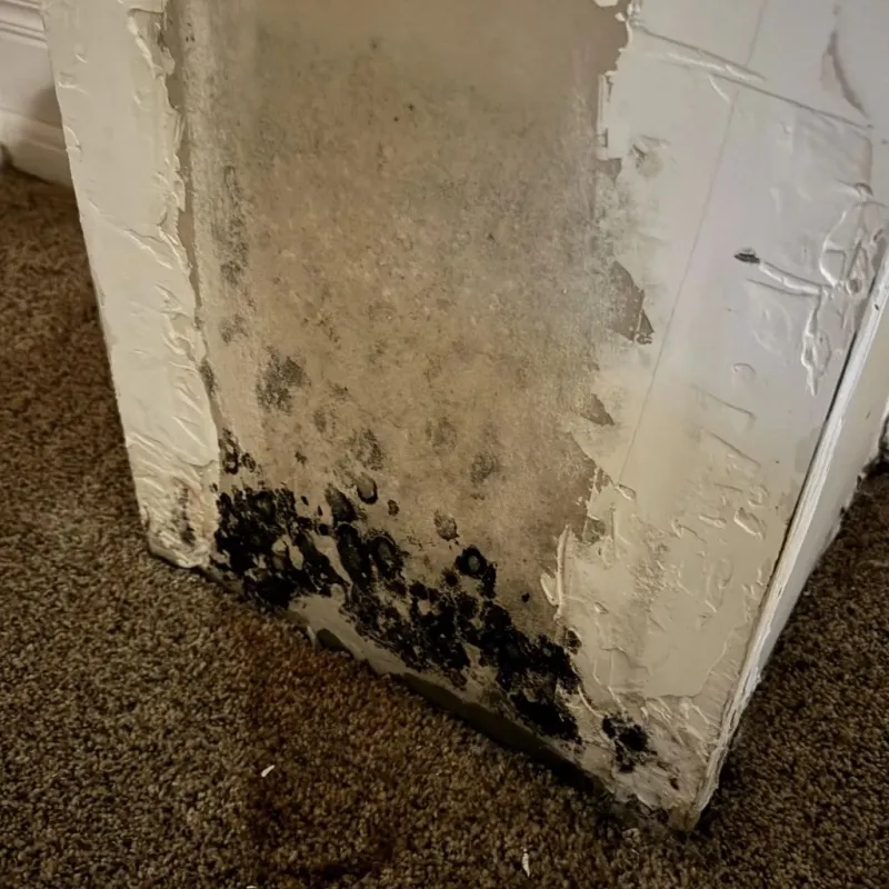Professional Mold Removal in Las Flores, CA